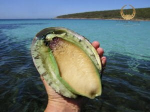 Bào Ngư Úc viền xanh – Loại bào ngư chất lượng số 1 thế giới